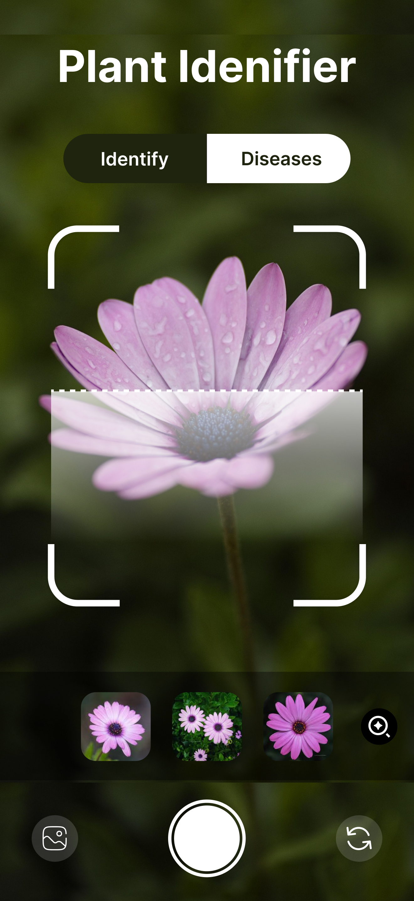 Plant Identifier: PlantInfo AI