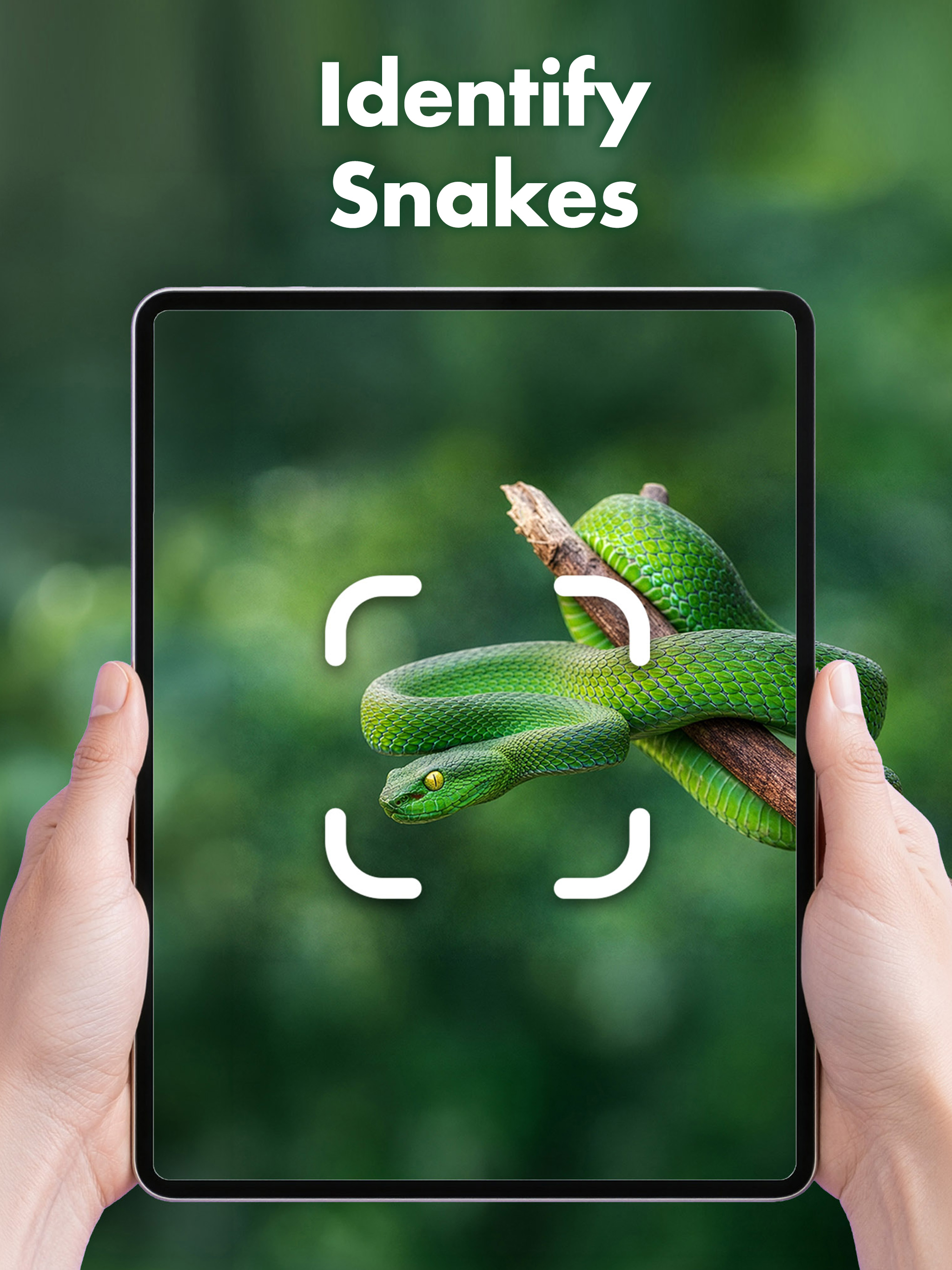 Snake Identifier: AI Guide