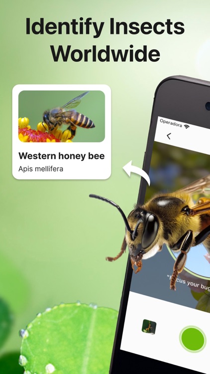 Bug Sound Identifier Insect ID