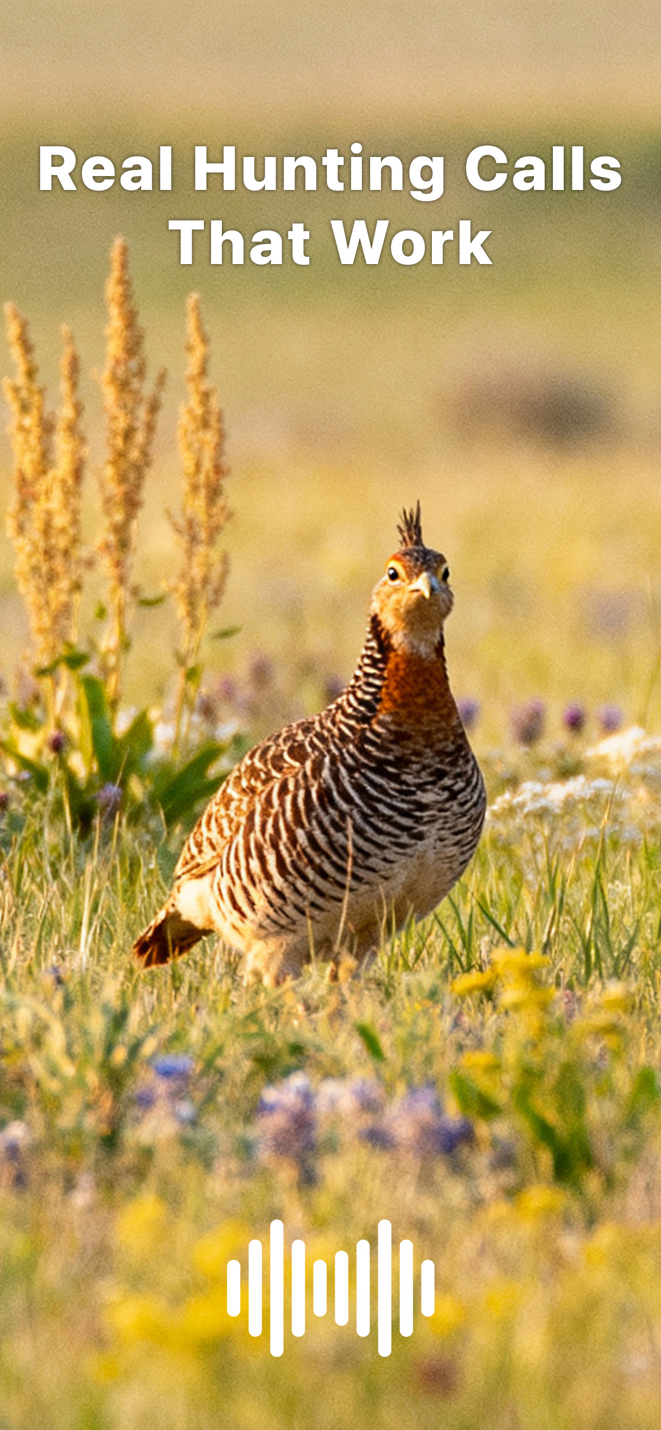 Hunting Calls: Prairie Chicken