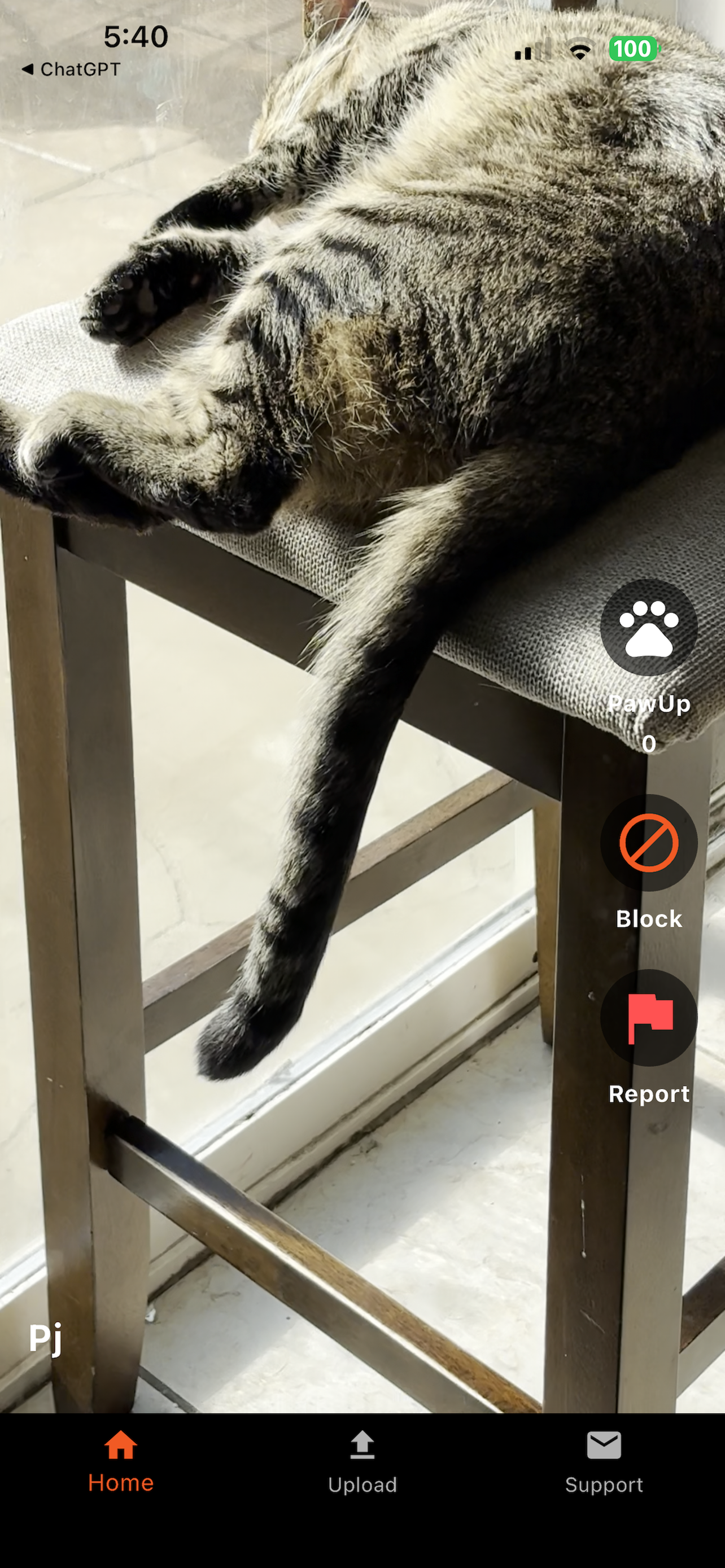 PawUpApp screenshot 3