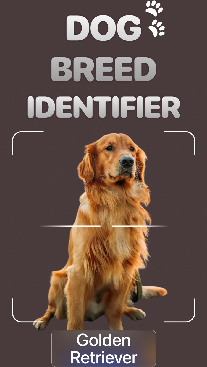 Dog Breed Identifier AI