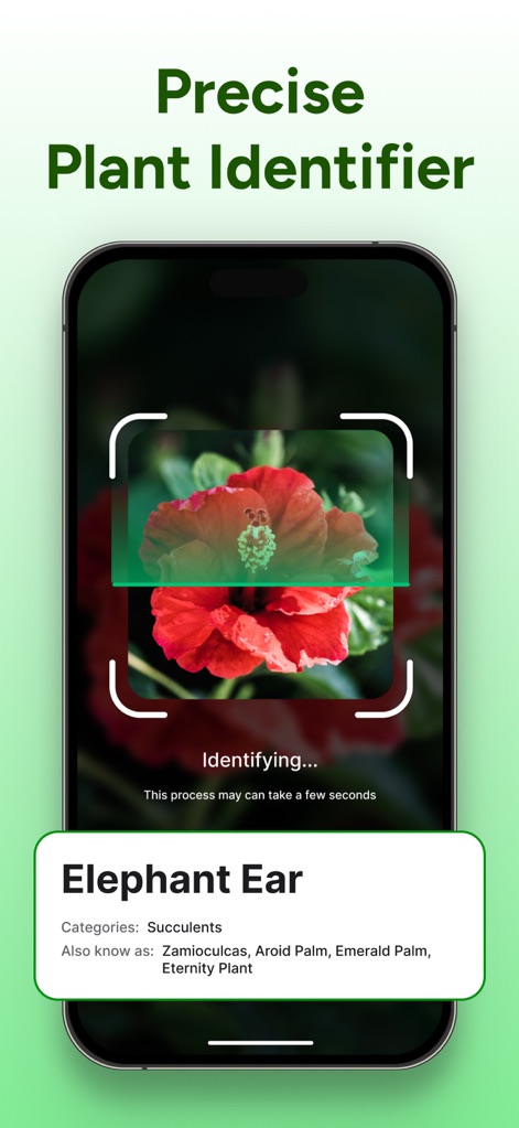 PlantCheck: Plant Identifier - Observe the app's 'Identifying...' scanner box in action, precisely naming plants like 'Elephant Ear' with detailed species information.