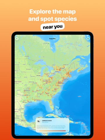 Bugsy – Insect Collection Quiz iPad screenshot
