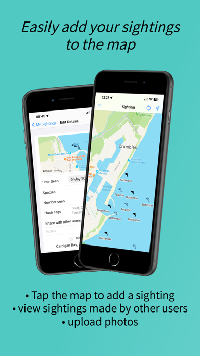 Dolphin Spotter Screenshot