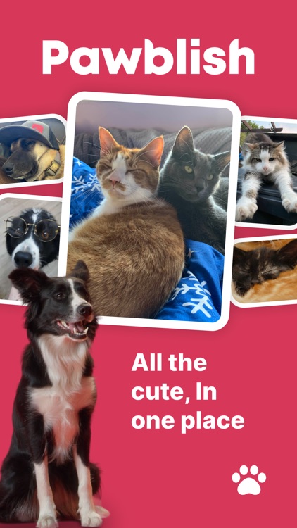 Pawblish - Pet Pictures
