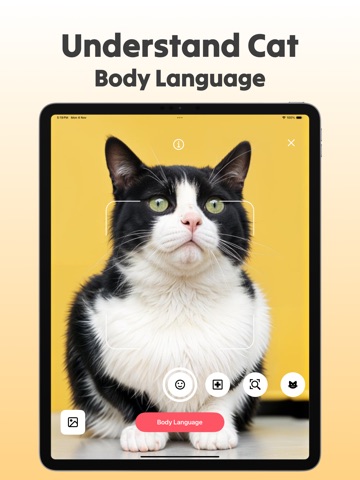 CatLingo: Cat Translator iPad screenshot