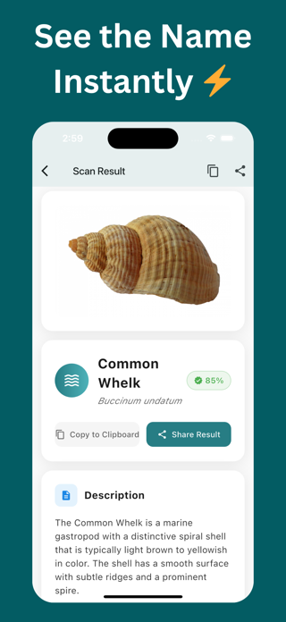Sea Shell Identifier – AI Scan Screenshot 3 of 6