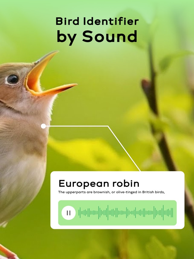 How to Identify Bird Noises: Expert Tips for Beginners