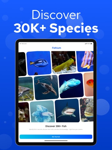 Fish Identifier – Fishium iPad screenshot