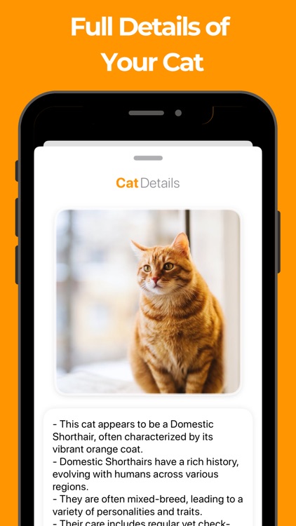 Cat Breed Identifier!