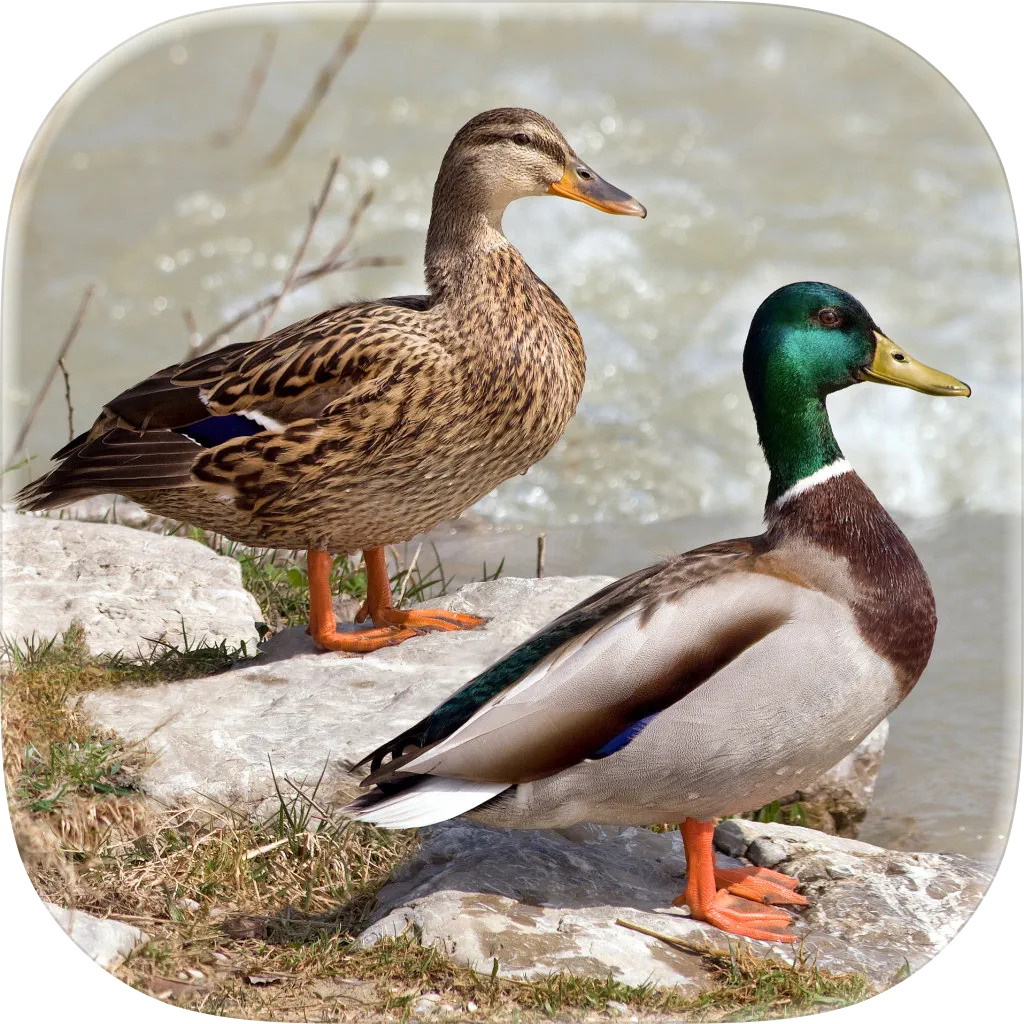 Bird Decoys - European Birds