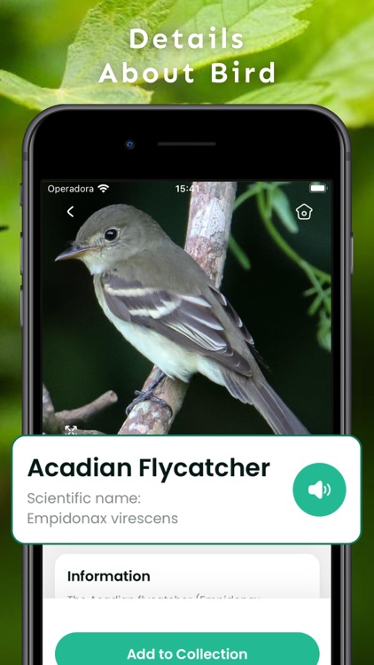 Bird Identifier by Sound ID!