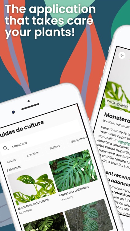 Monstera - Plant guide