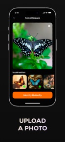 Butterfly Identifier AI Bug ID screenshot