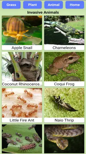Hawaii Invasives screenshot 3