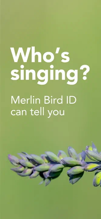 Merlin Bird ID by Cornell Lab: Screenshot 1 von 8