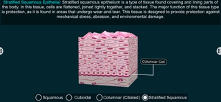 Epithelial Tissues-EduTech Era iPhone screenshot