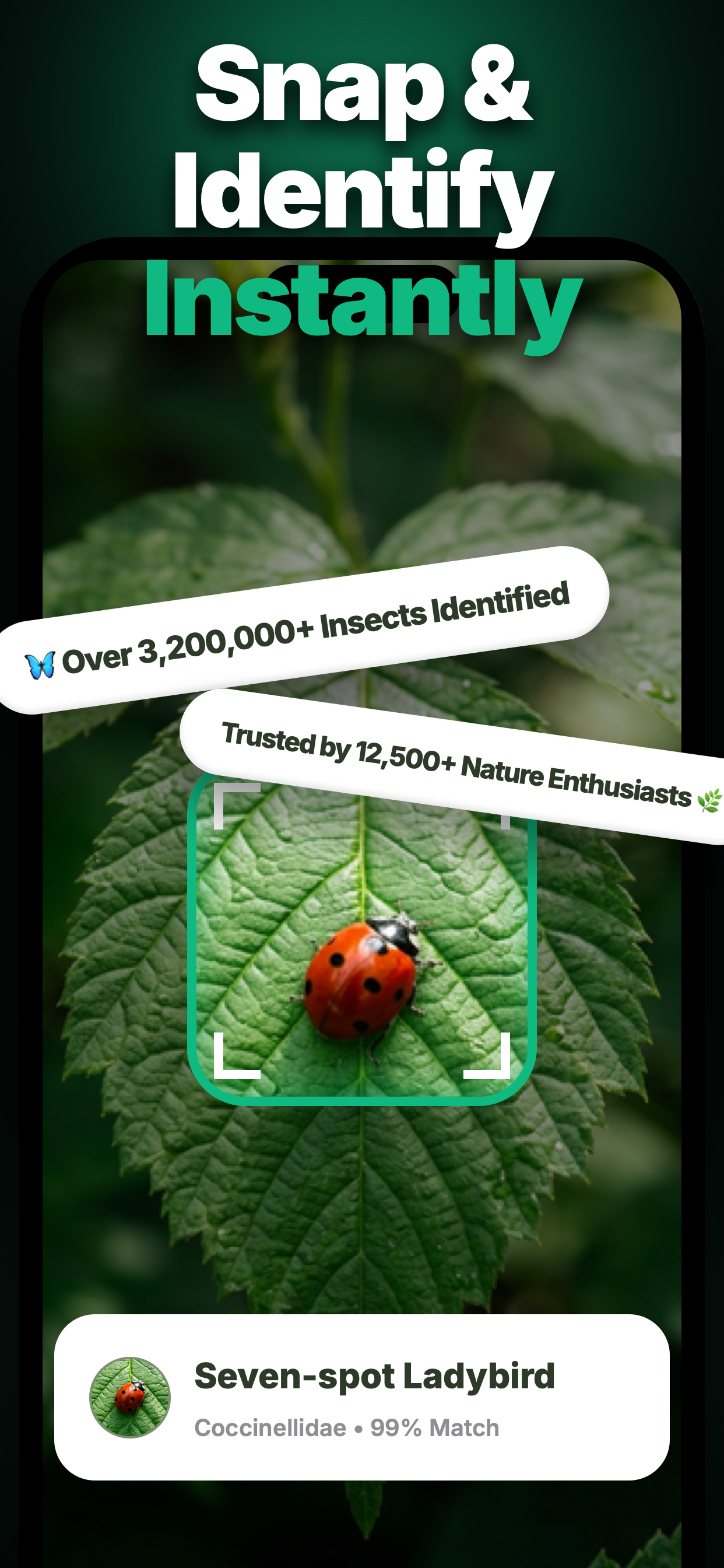 Bug Identifier, Bite ID: Entyl