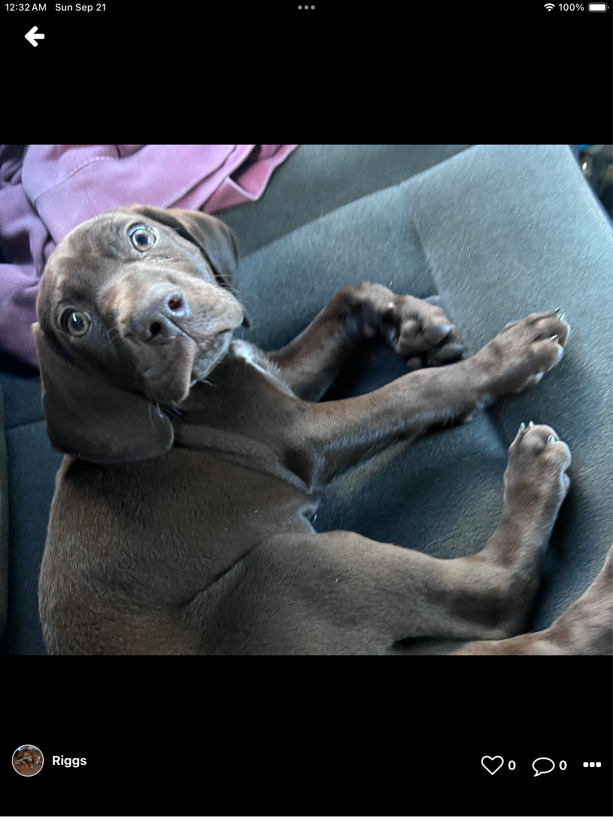Paw Priints