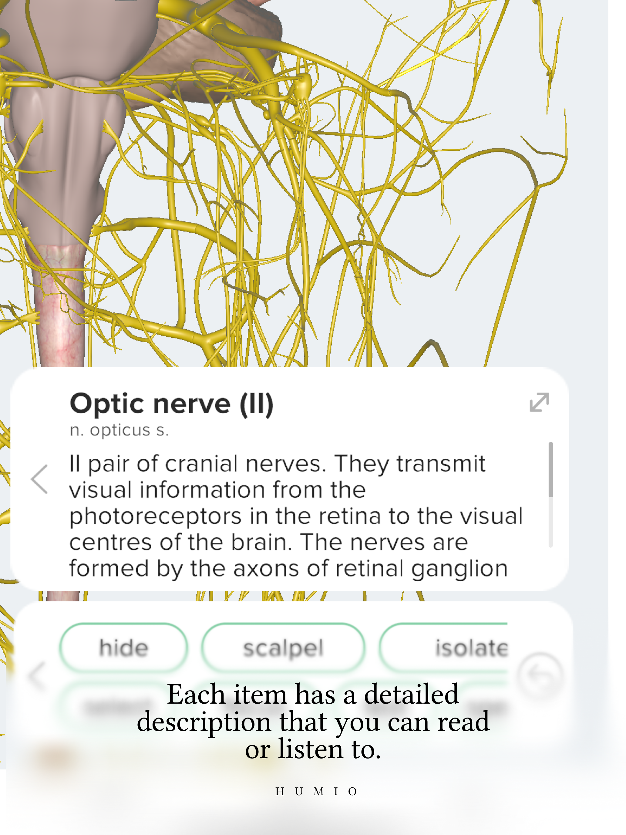 Humio: 3D Human Anatomy