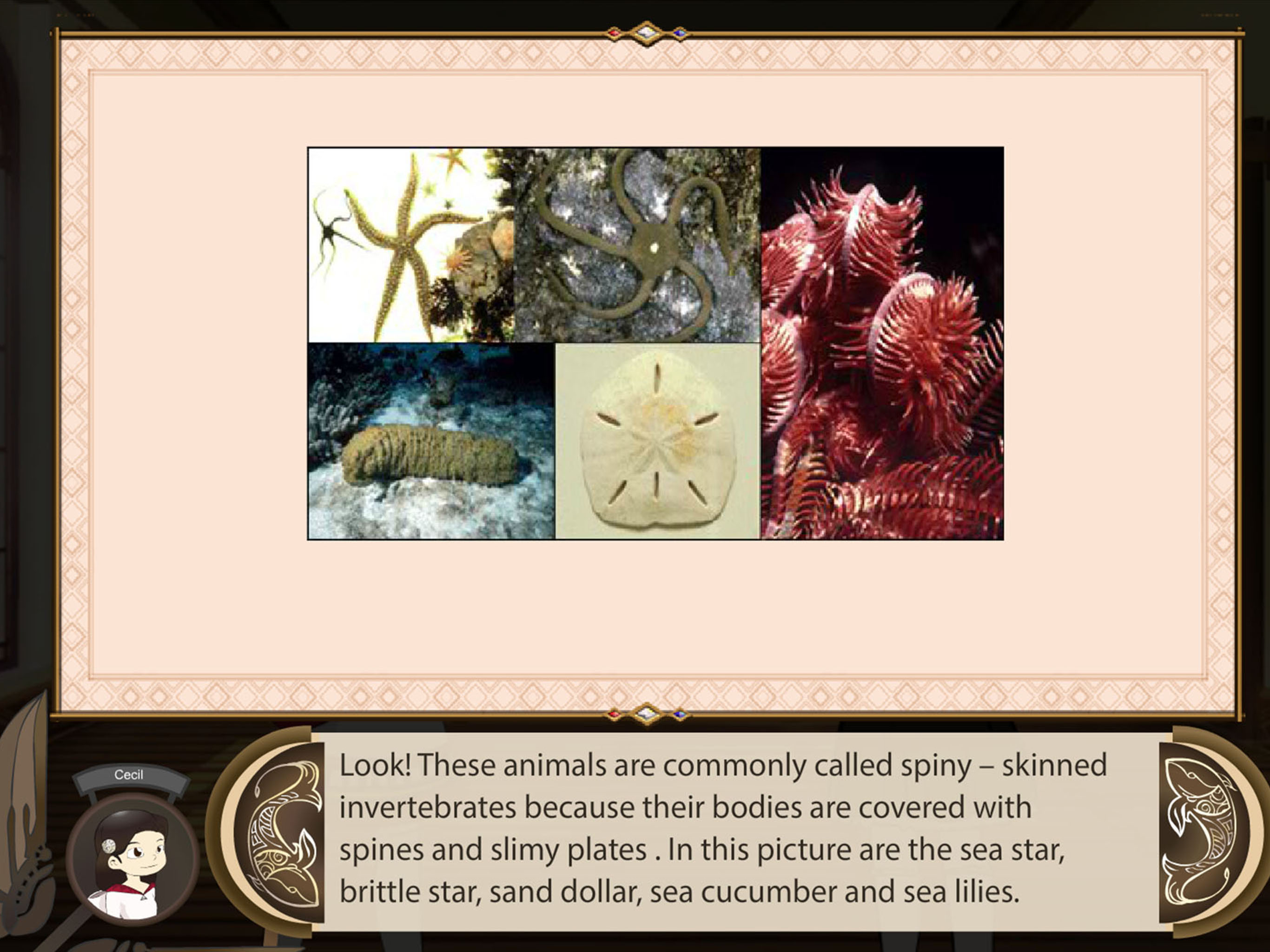Phylum Echinodermata screenshot 5