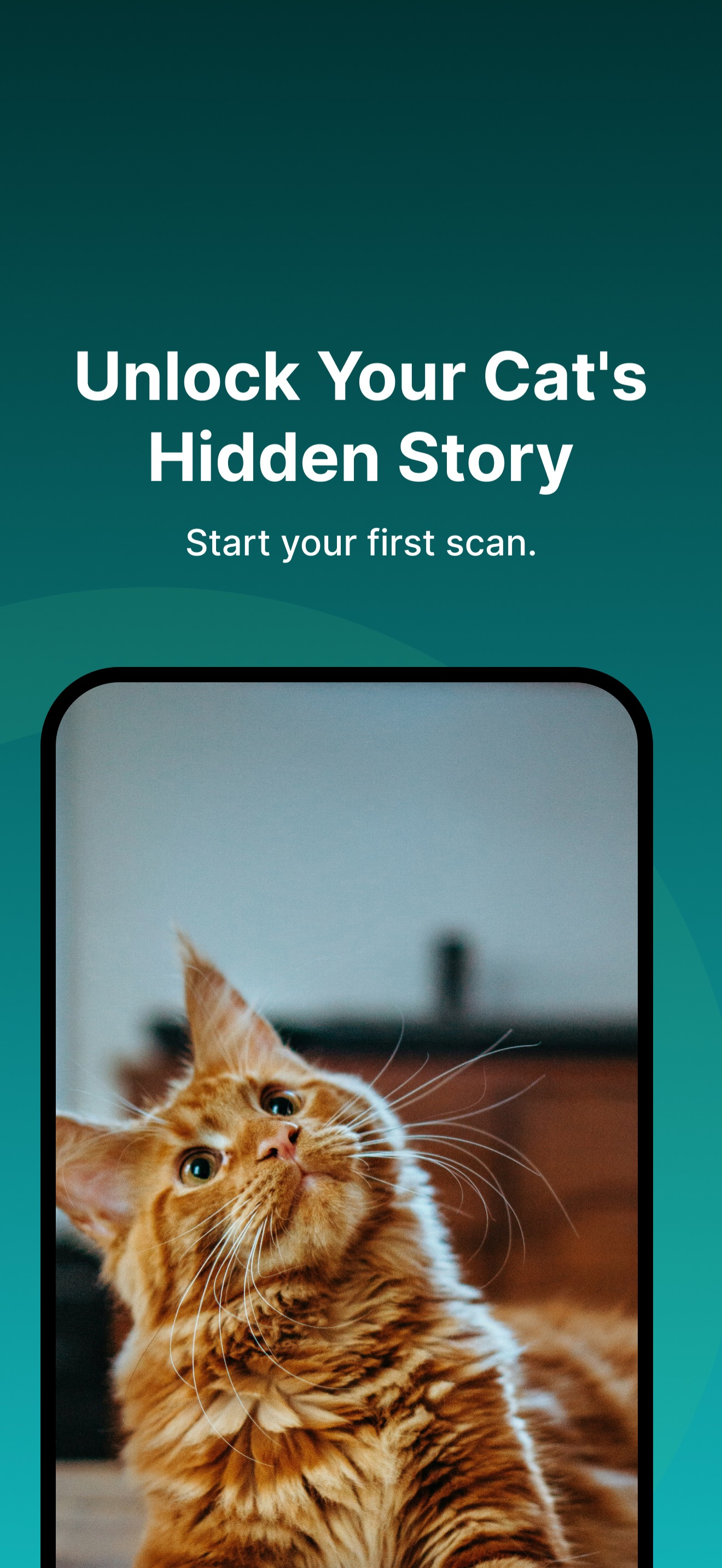 Cat Identifier & Breed Scanner