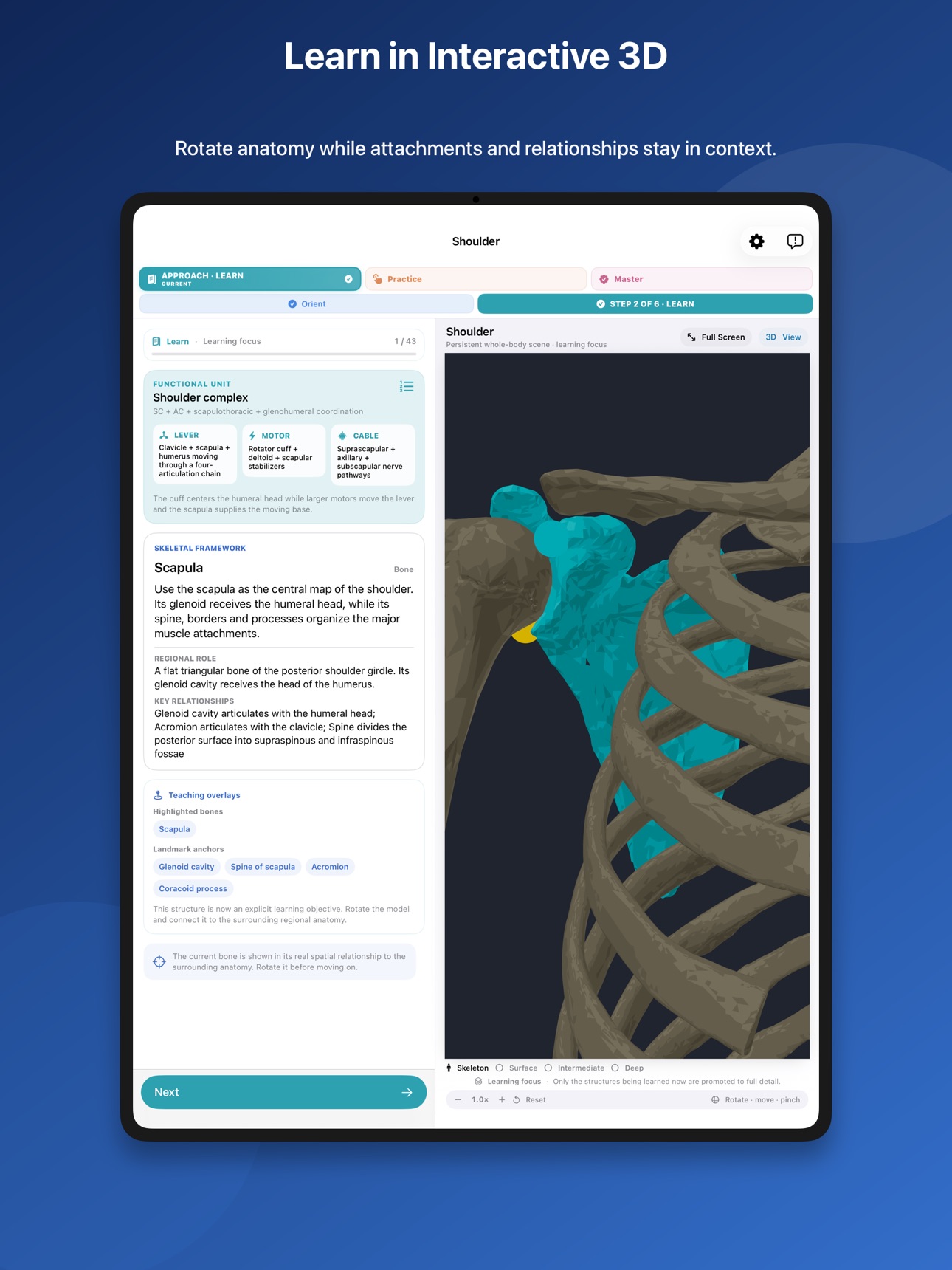 Screenshot 10 of Musculoskeletal Anatomy Tutor