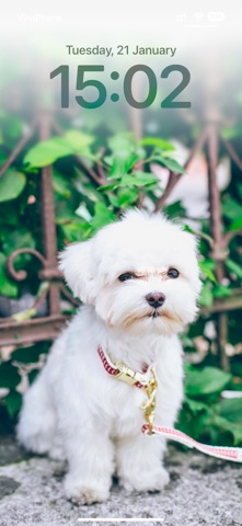 Cute Dog Wallpapers HD Screenshot 6 of 9