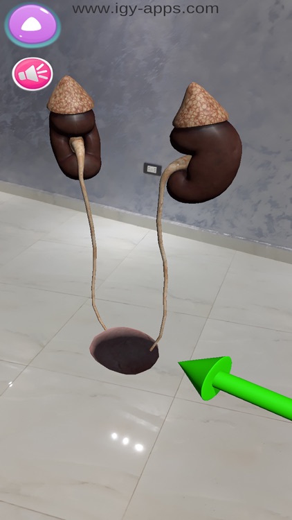 Human Anatomy AR 4D screenshot-3