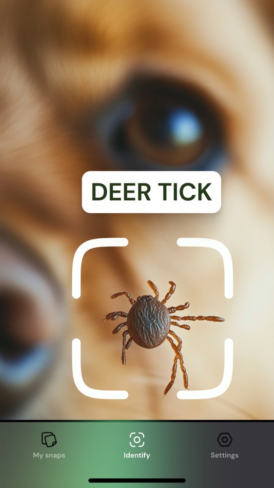 #2. AI Insect Identifier, Bug App (iOS) 由: Urjasz Kowalski