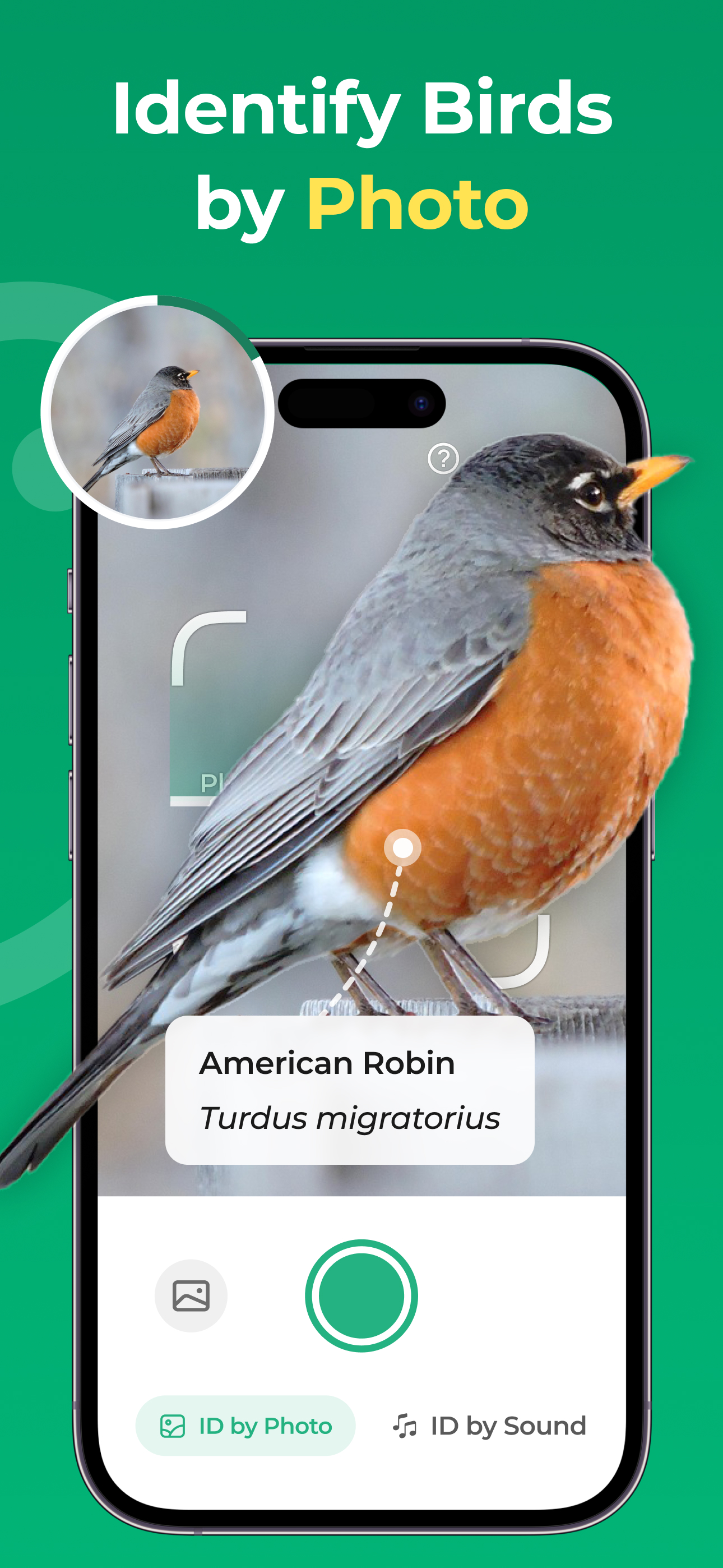 Bird Identifier: BirdScope