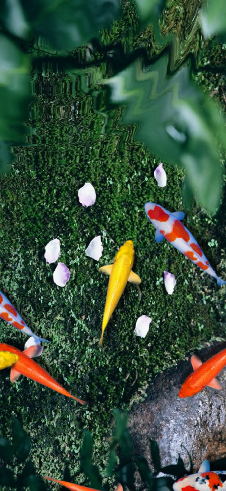 Pond Koi screenshot 2