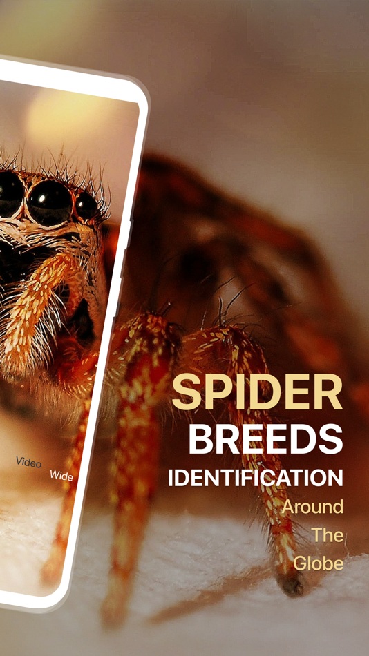 #2. Spiders Identifier by Photo ID (iOS) 来自: Zain ul Abdin
