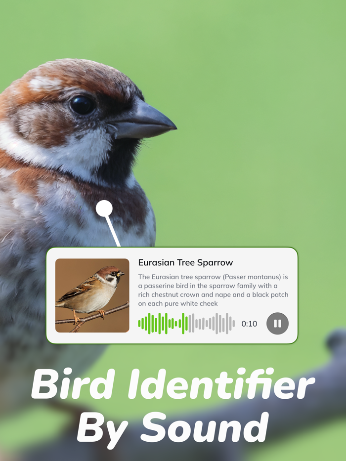 Bird Identifier Bird Sounds