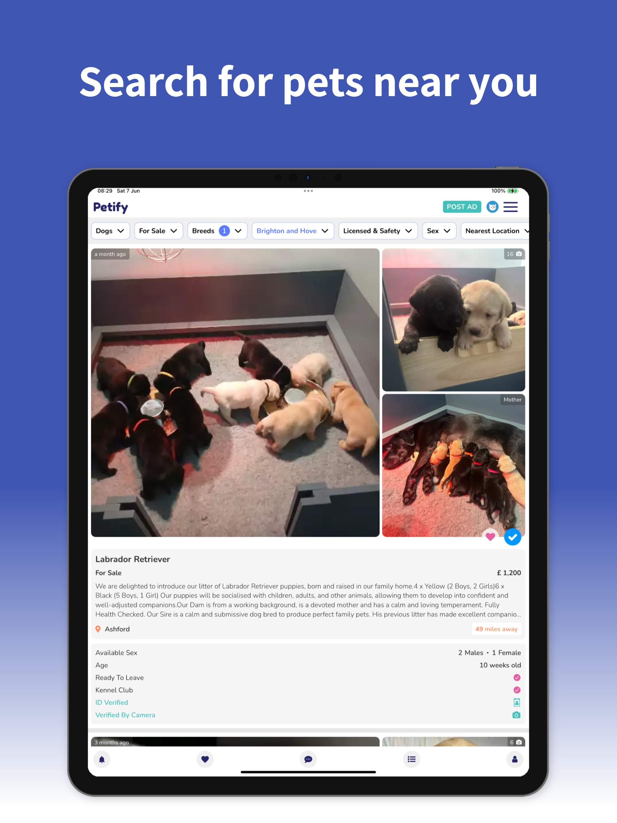 Petify Dogs & Cats