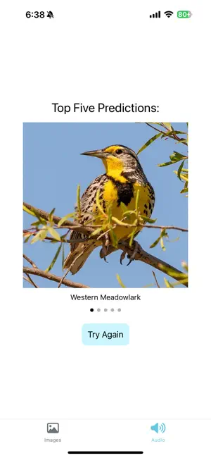 HBLL Bird Exhibit screenshot 4