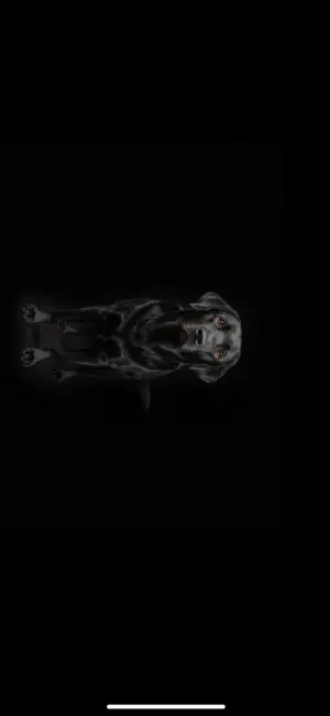 Pawever screenshot 4
