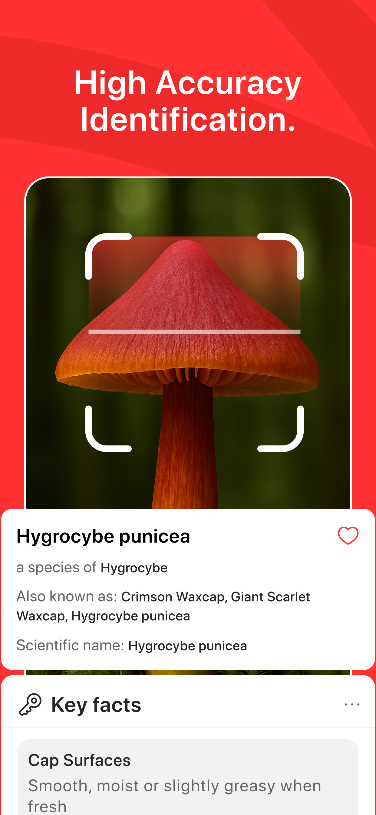 Mushroom Identifier AI PRO screenshot 4