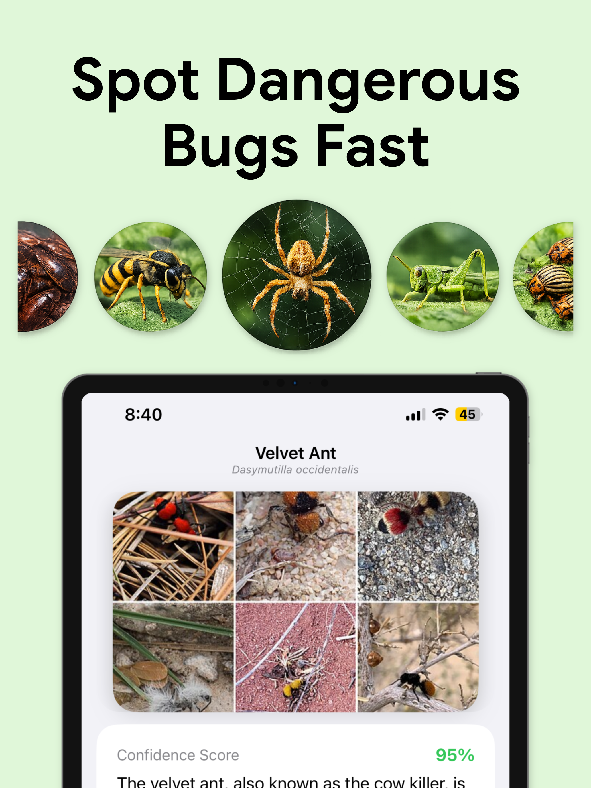Bug Identifier: Insect Scan screenshot 7