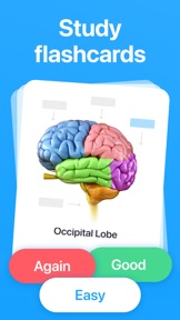 Study Anki Flashcards - Cogni screenshot