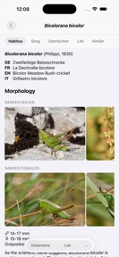 Orthoptera screenshot