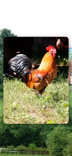 Farm Animals: Sounds & Games screenshot 3