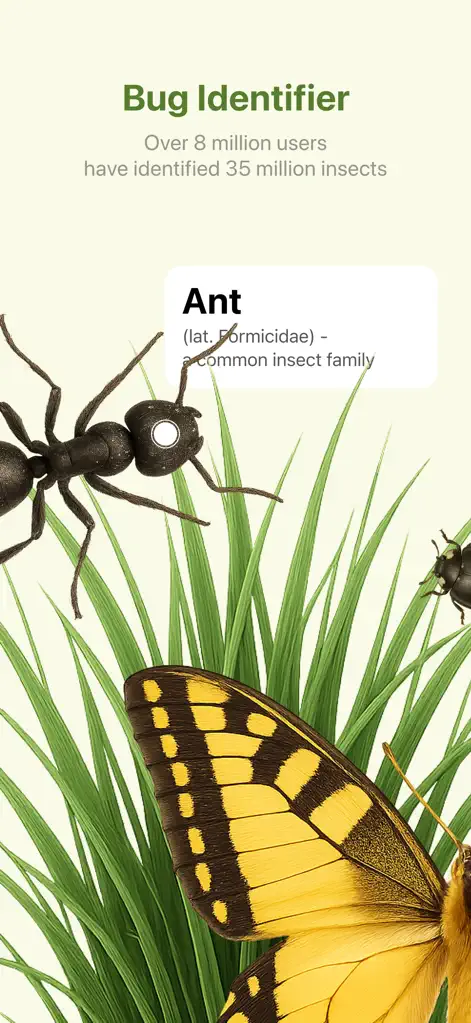 Bug identifier: Picture insect - Reference App | MWM
