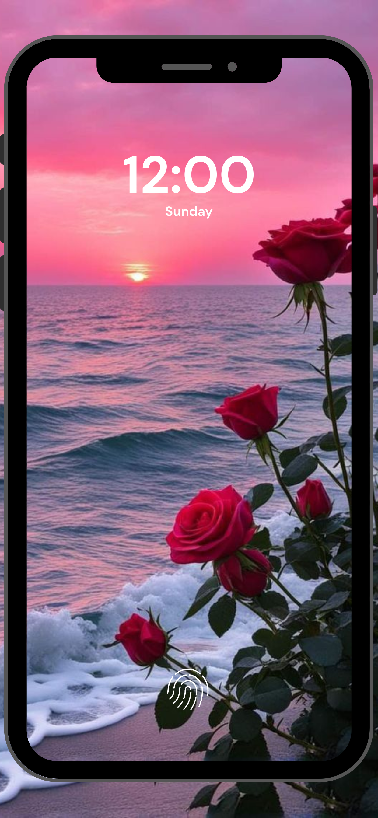 Rose Flower Wallpapers: Floral