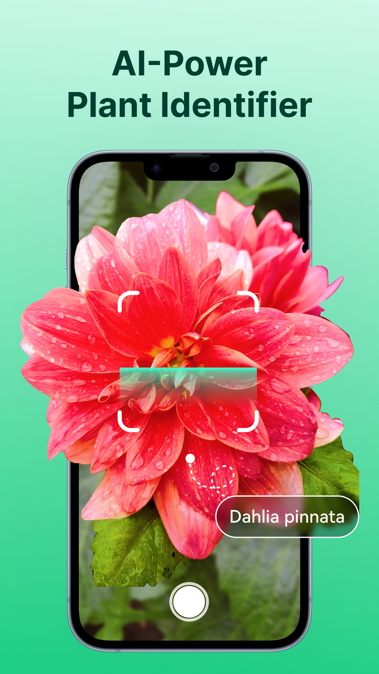 AI Plant Identifier.