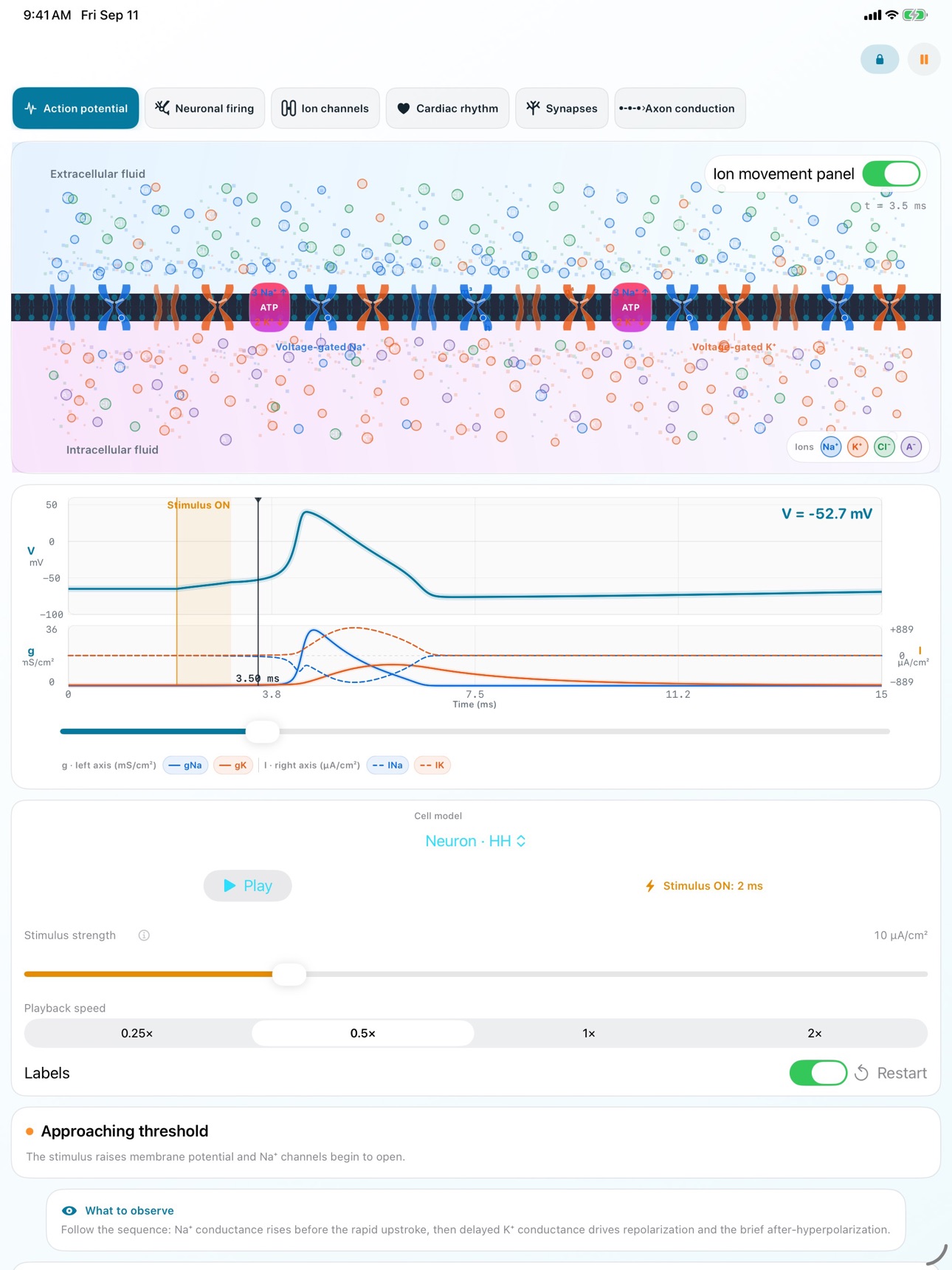 Screenshot 6 of Action Potential Dynamics