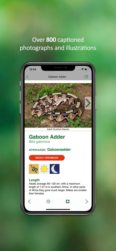 eSnakes Southern Africa screenshot 3