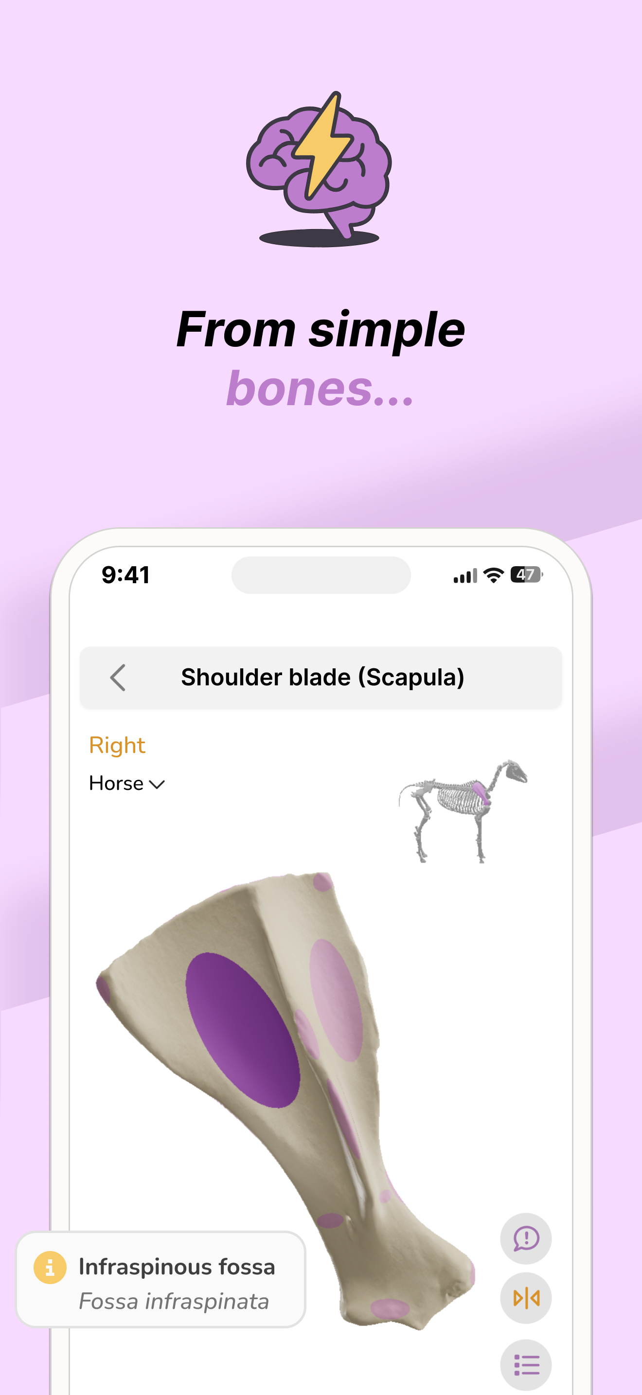 Vetflow - Learn Anatomy