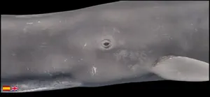 CetaceanVR screenshot 2